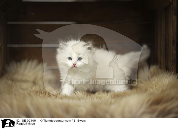 Ragdoll K�tzchen / Ragdoll kitten / SE-02106