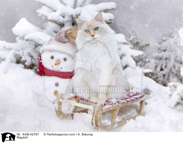 Ragdoll / Ragdoll / KAB-02767