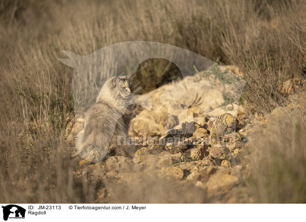 Ragdoll / Ragdoll / JM-23113