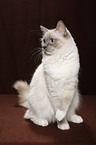 sitting Ragdoll