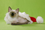 Ragdoll Kitten