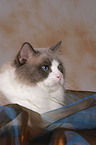 Ragdoll tomcat