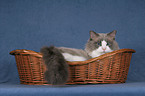 Ragdoll tomcat in basket