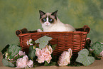 Ragdoll in basket