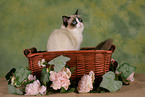 Ragdoll in basket