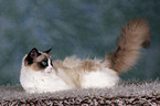 lying Ragdoll