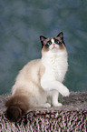 sitting Ragdoll