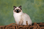 sitting Ragdoll