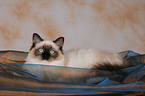 lying Ragdoll