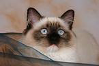 Ragdoll Portrait