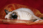 lying Ragdoll