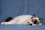 lying Ragdoll