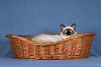 Ragdoll in basket