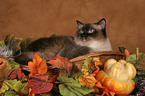 Ragdoll in basket