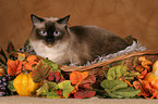 Ragdoll in basket