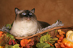 Ragdoll in basket