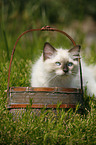 kitten in basket