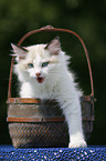 kitten in basket