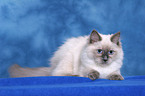 lying Ragdoll