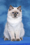 sitting Ragdoll