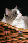 Ragdoll in a basket