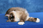 lying Ragdoll