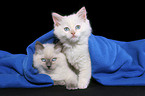 2 snuggling ragdoll kitten