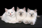 3 lying ragdoll kitten