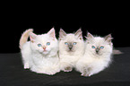 3 ragdoll kitten