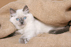 ragdoll kitten under blanket