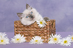 ragdoll kitten in basket