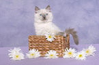 ragdoll kitten in basket