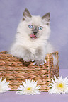 ragdoll kitten in basket