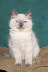 sitting ragdoll kitten