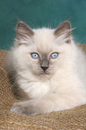 lying ragdoll kitten