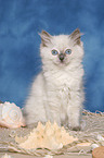 sitting ragdoll kitten