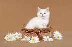 ragdoll kitten in basket