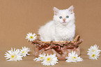 ragdoll kitten in basket