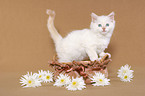 ragdoll kitten in basket