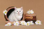 ragdoll kitten in basket