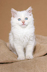 sitting ragdoll kitten