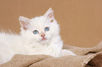 lying ragdoll kitten