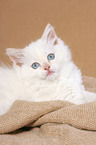 lying ragdoll kitten