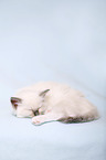 Ragdoll kitten