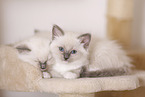Ragdoll kitten