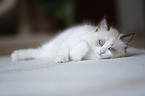 Ragdoll kitten