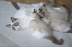 Ragdoll with kitten