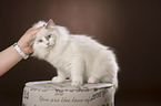 sitting Ragdoll