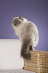 standing Ragdoll