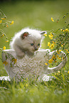 Ragdoll Kitten